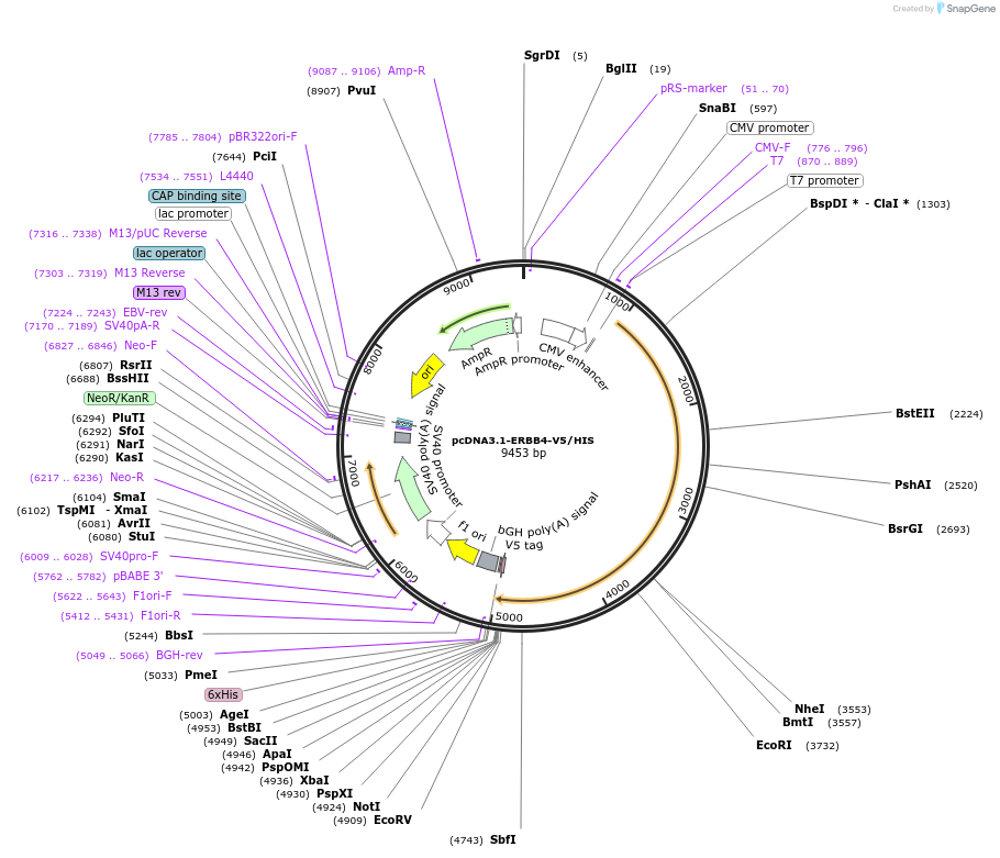 201105-plasmid-map-sequence-id-394497