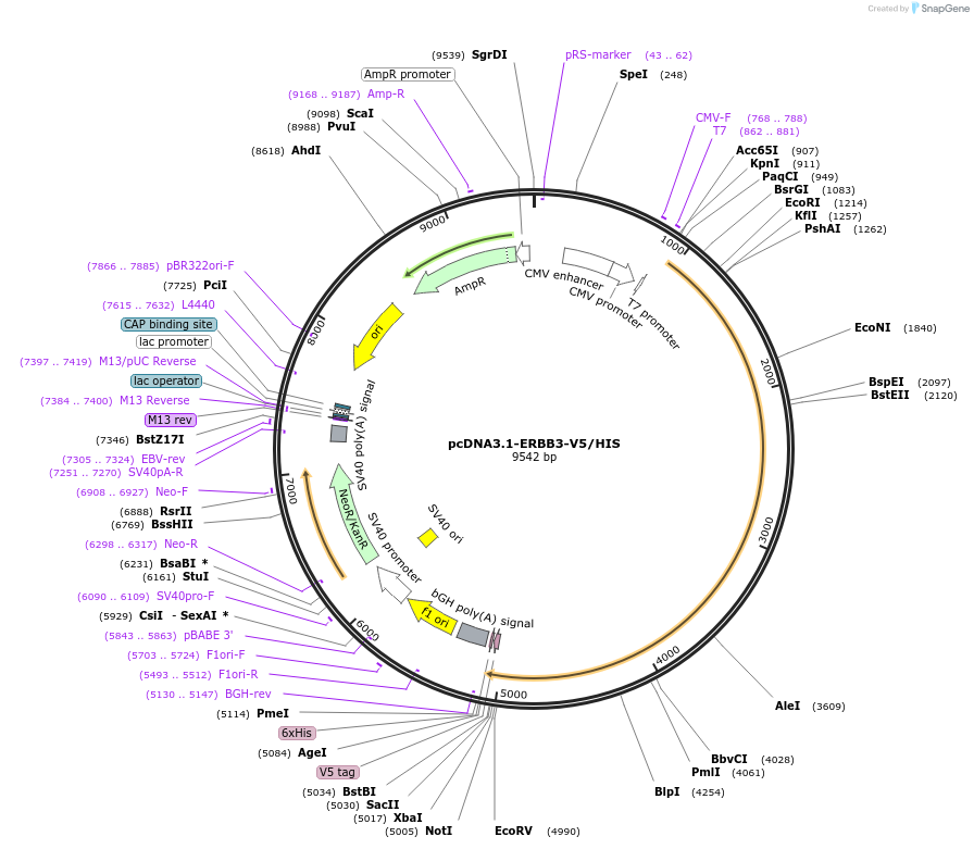 201104-plasmid-map-sequence-id-394500