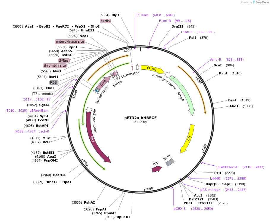 199234-plasmid-map-sequence-id-394501