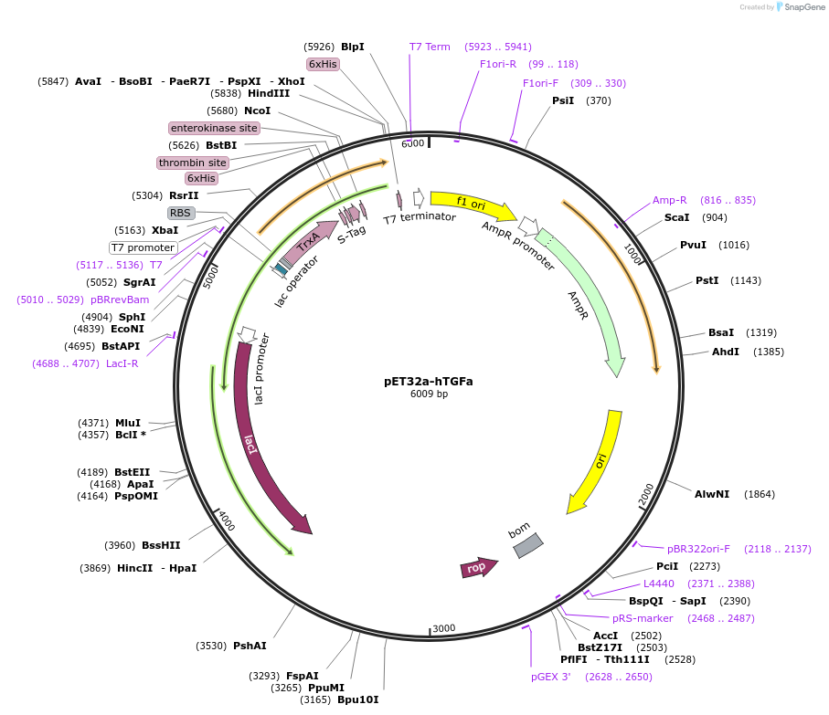199236-plasmid-map-sequence-id-394503