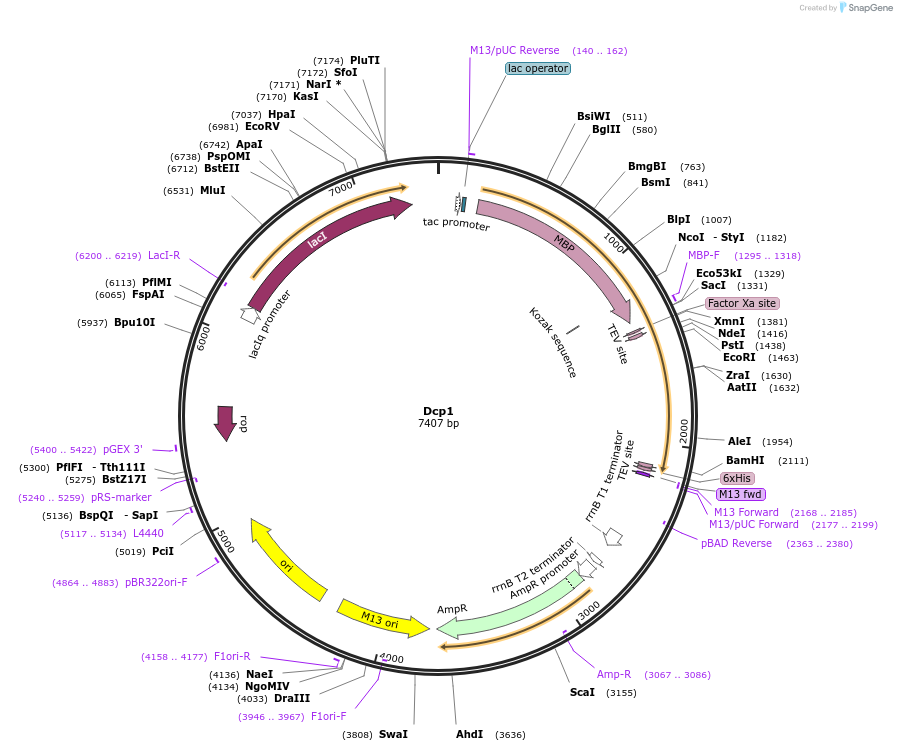 201410-plasmid-map-sequence-id-394506