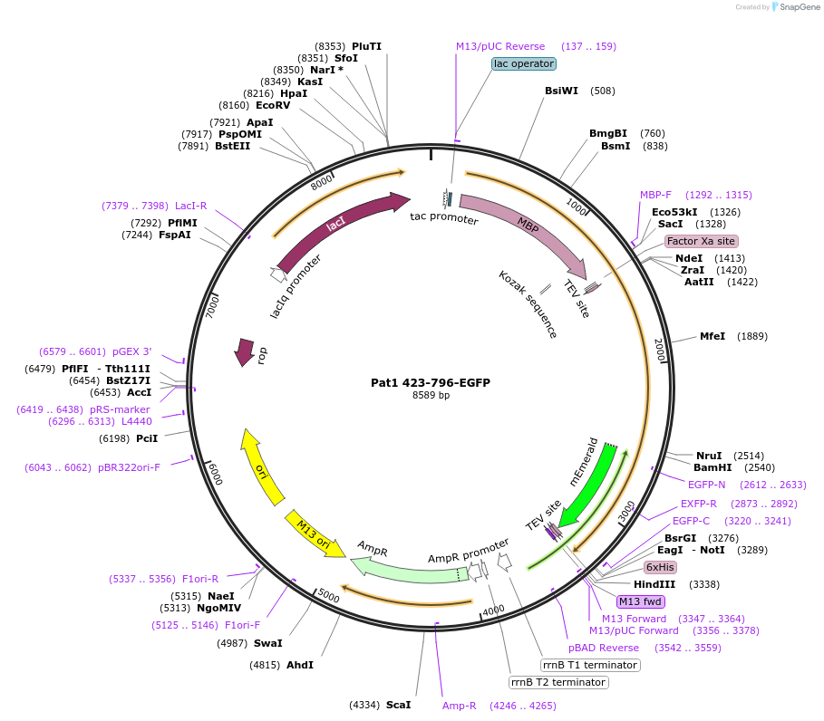 201437-plasmid-map-sequence-id-394509