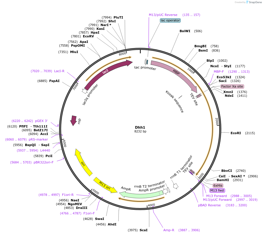 201412-plasmid-map-sequence-id-394510