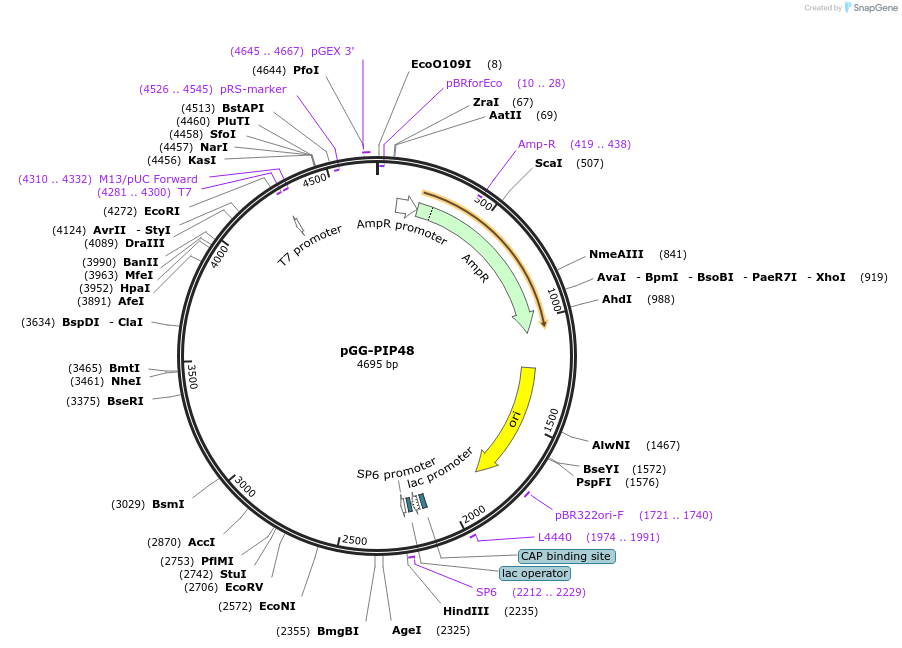 196786-plasmid-map-sequence-id-394511