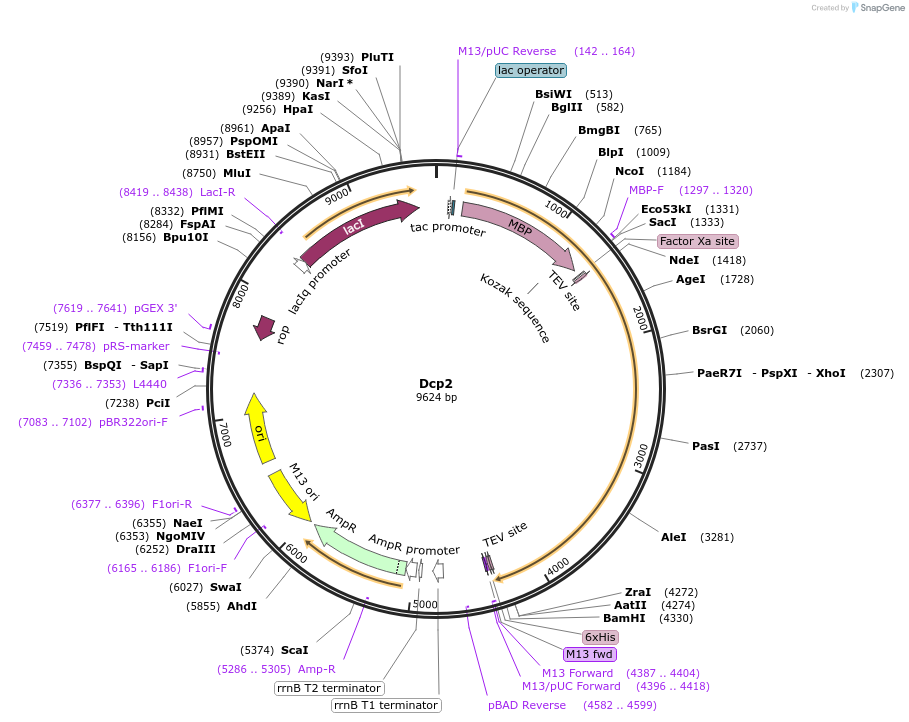 201411-plasmid-map-sequence-id-394514