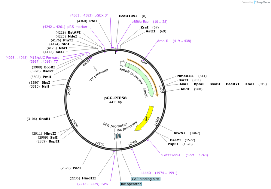 196796-plasmid-map-sequence-id-394515