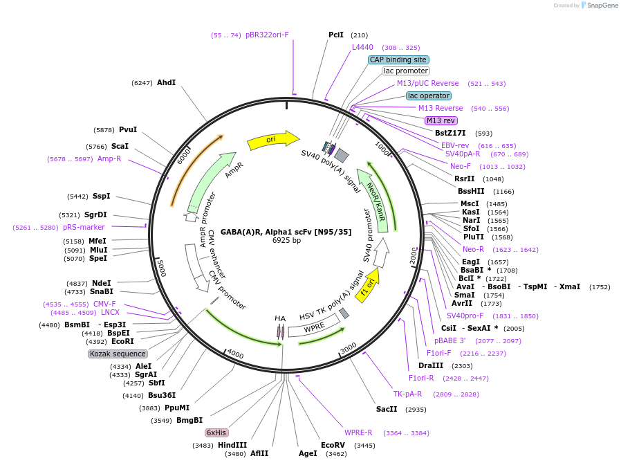 199430-plasmid-map-sequence-id-394516
