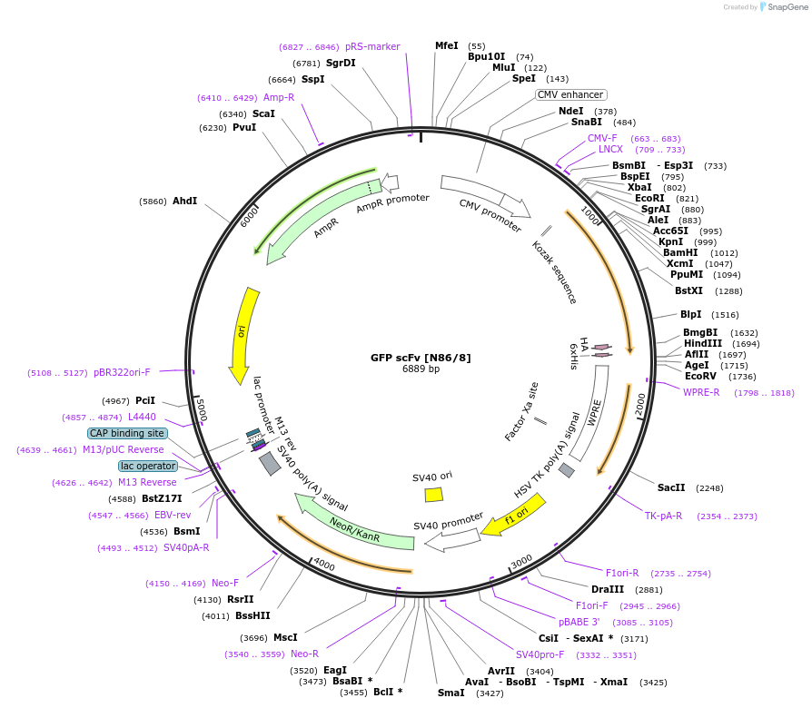 199429-plasmid-map-sequence-id-394523