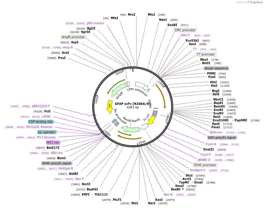 199426-plasmid-map-sequence-id-394528