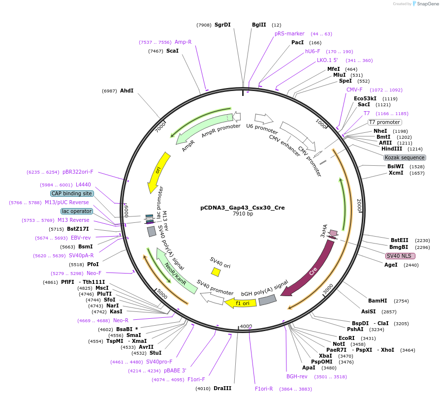 197604-plasmid-map-sequence-id-394529