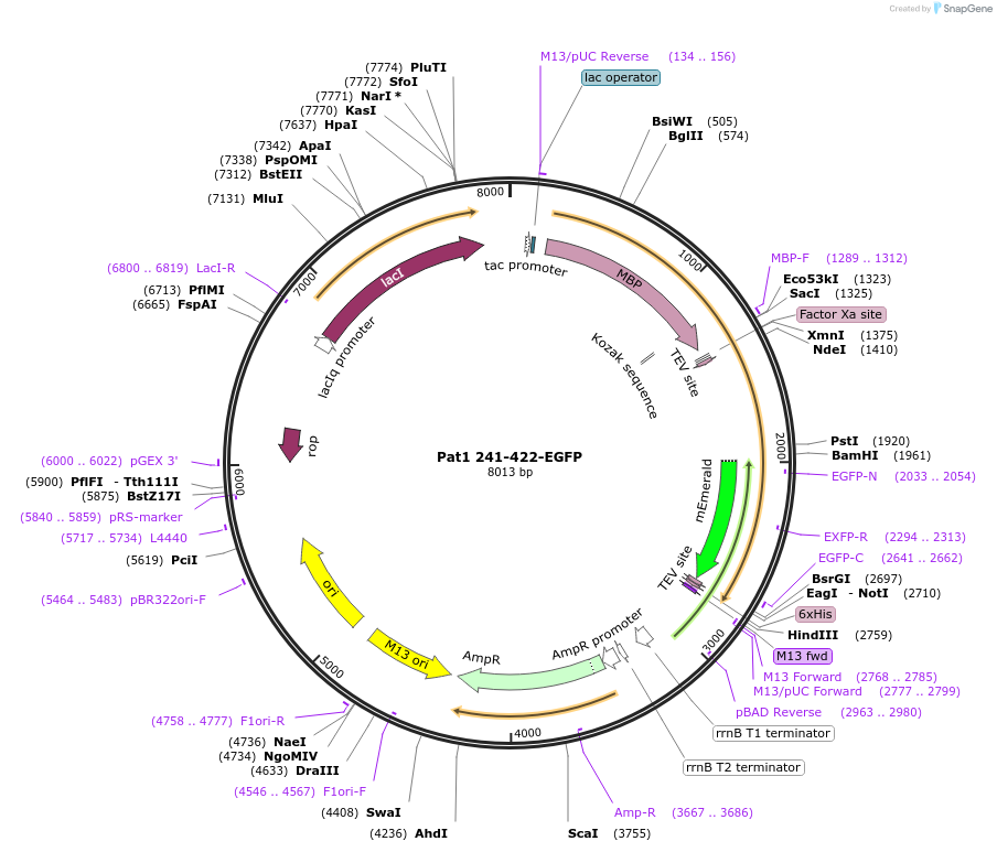 201436-plasmid-map-sequence-id-394533