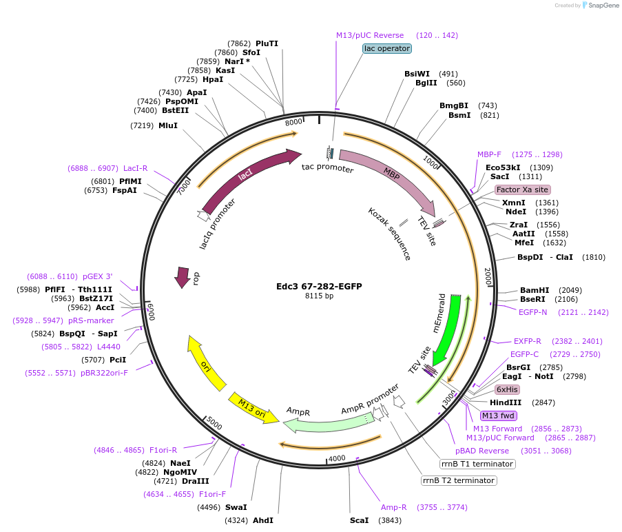 201433-plasmid-map-sequence-id-394534