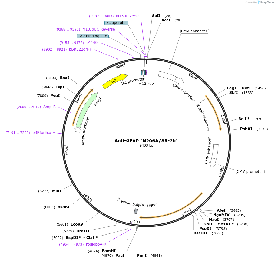 199410-plasmid-map-sequence-id-394537