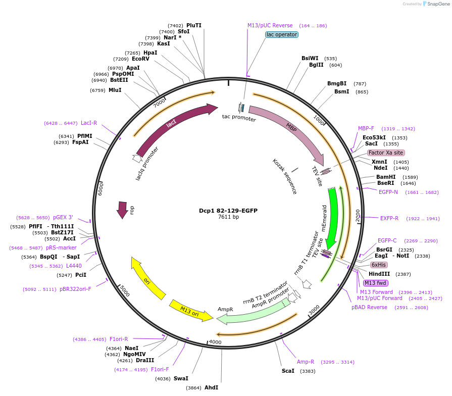 201427-plasmid-map-sequence-id-394538