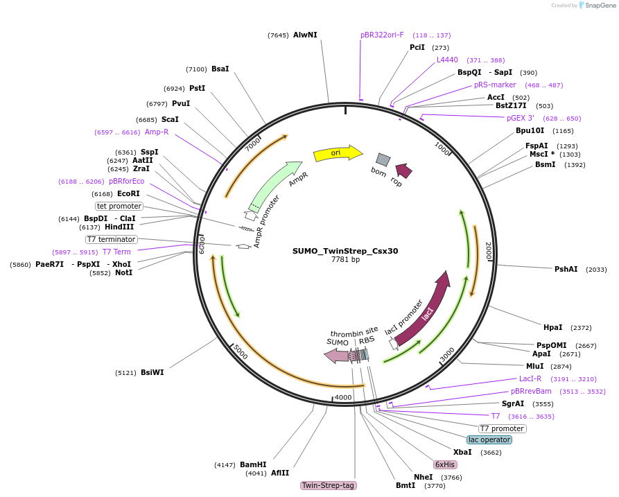 197611-plasmid-map-sequence-id-394539