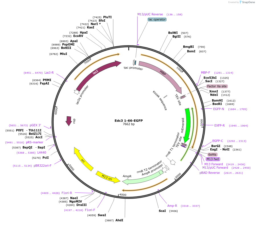 201432-plasmid-map-sequence-id-394540