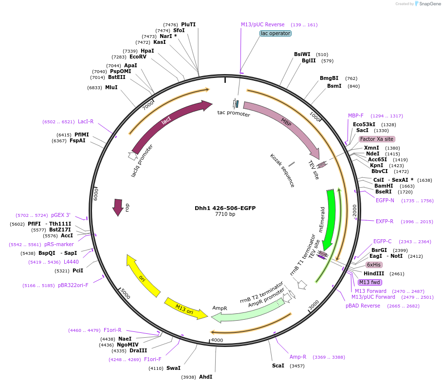 201431-plasmid-map-sequence-id-394546