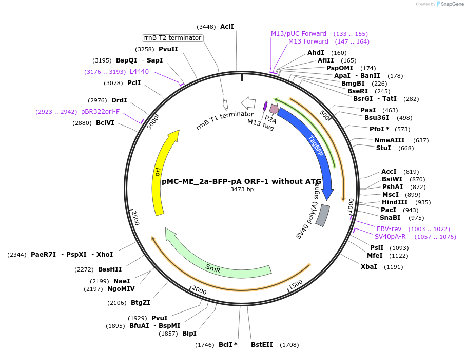 200534-plasmid-map-sequence-id-394640