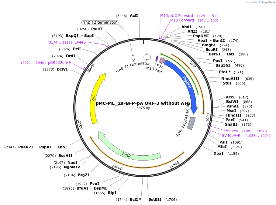 200536-plasmid-map-sequence-id-394642