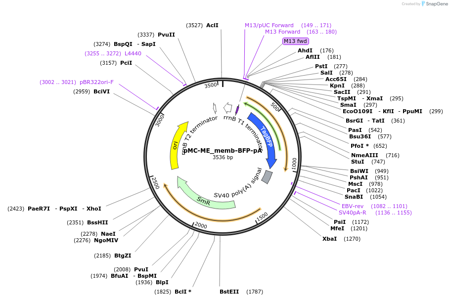 200537-plasmid-map-sequence-id-394643