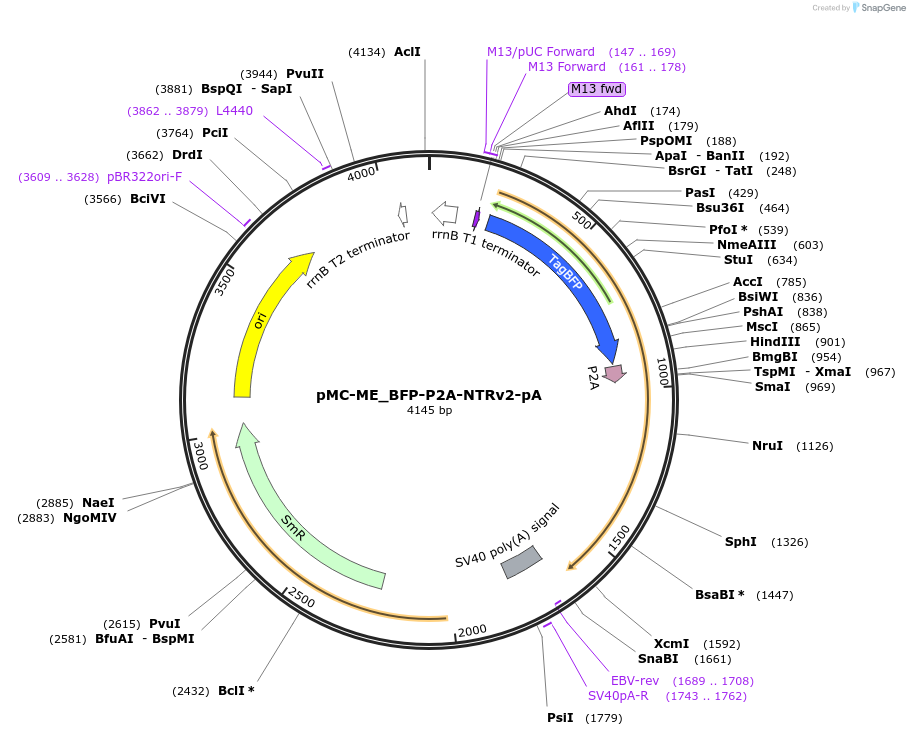 200538-plasmid-map-sequence-id-394644