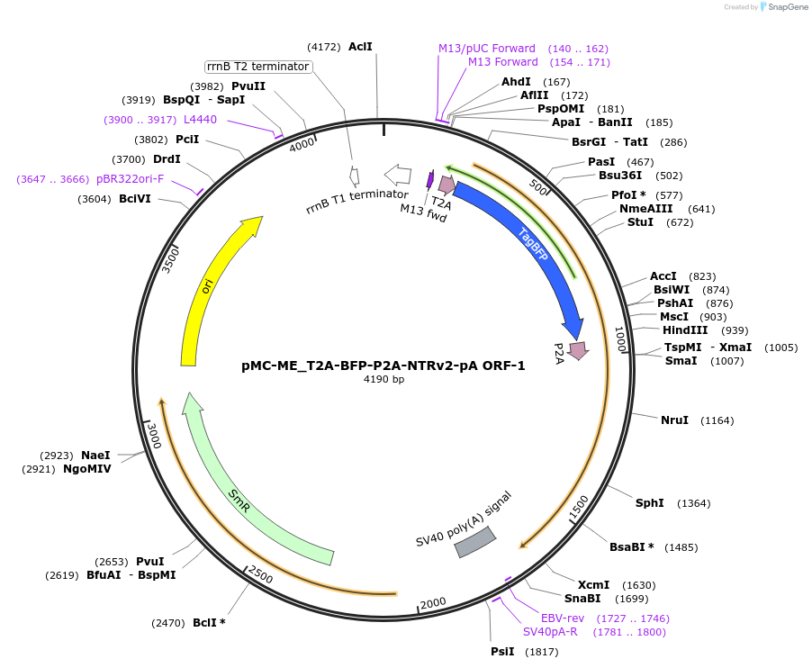 200539-plasmid-map-sequence-id-394645