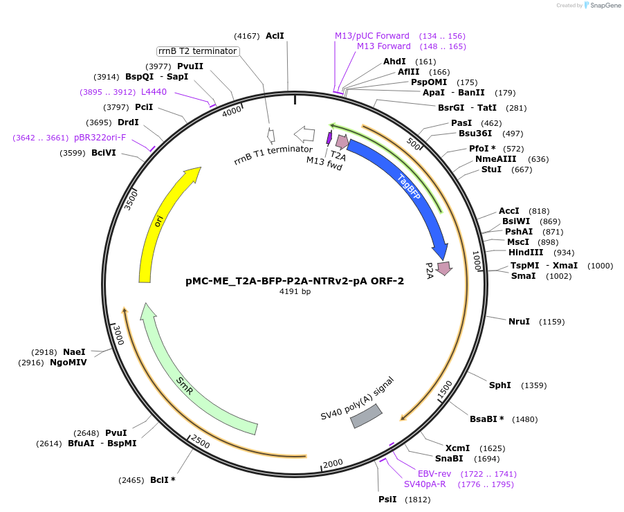 200540-plasmid-map-sequence-id-394646