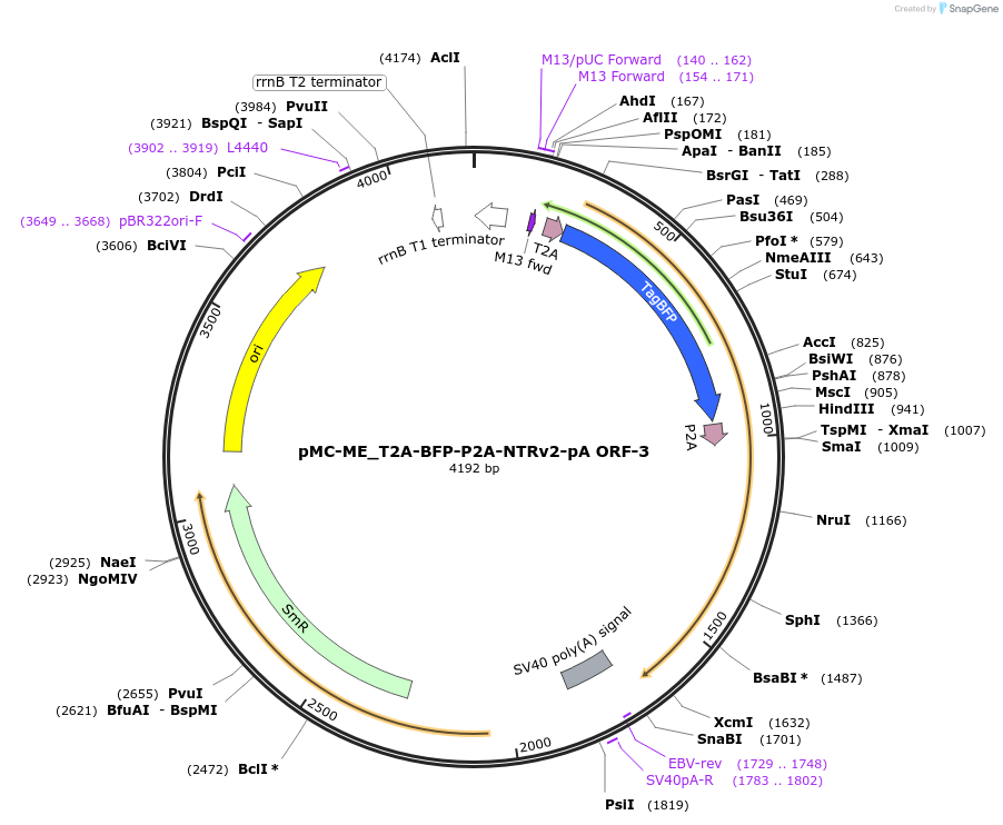 200541-plasmid-map-sequence-id-394647