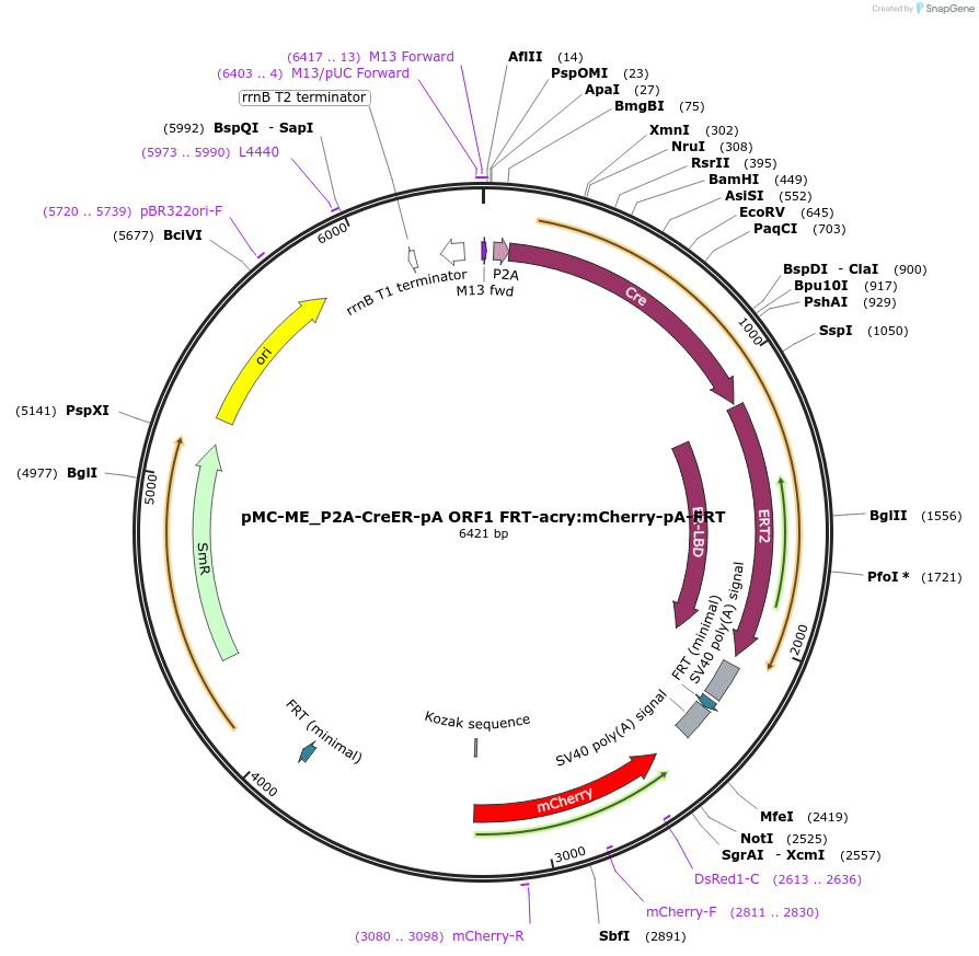 200545-plasmid-map-sequence-id-394650