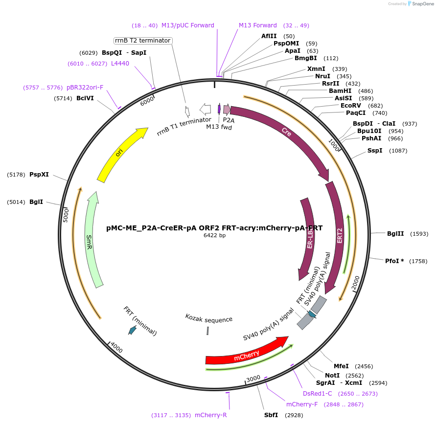 200546-plasmid-map-sequence-id-394651