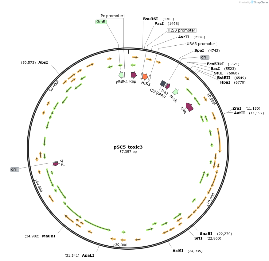 188625-plasmid-map-sequence-id-394652