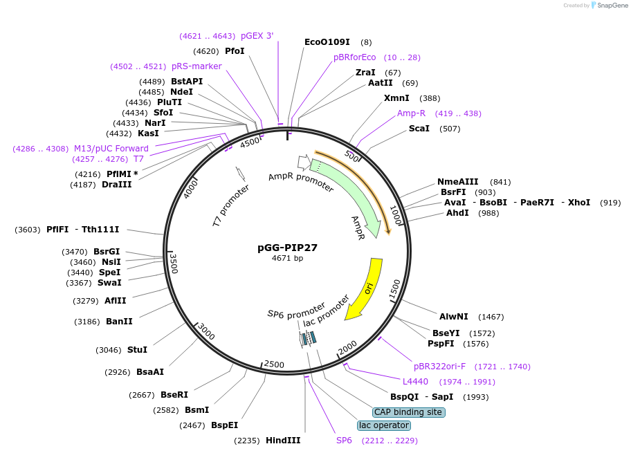 196765-plasmid-map-sequence-id-394659