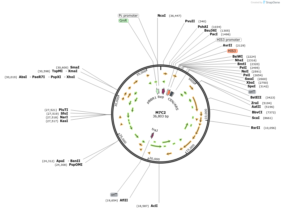 188616-plasmid-map-sequence-id-394671