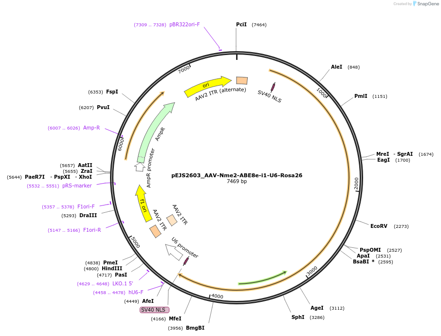 201685-plasmid-map-sequence-id-394672
