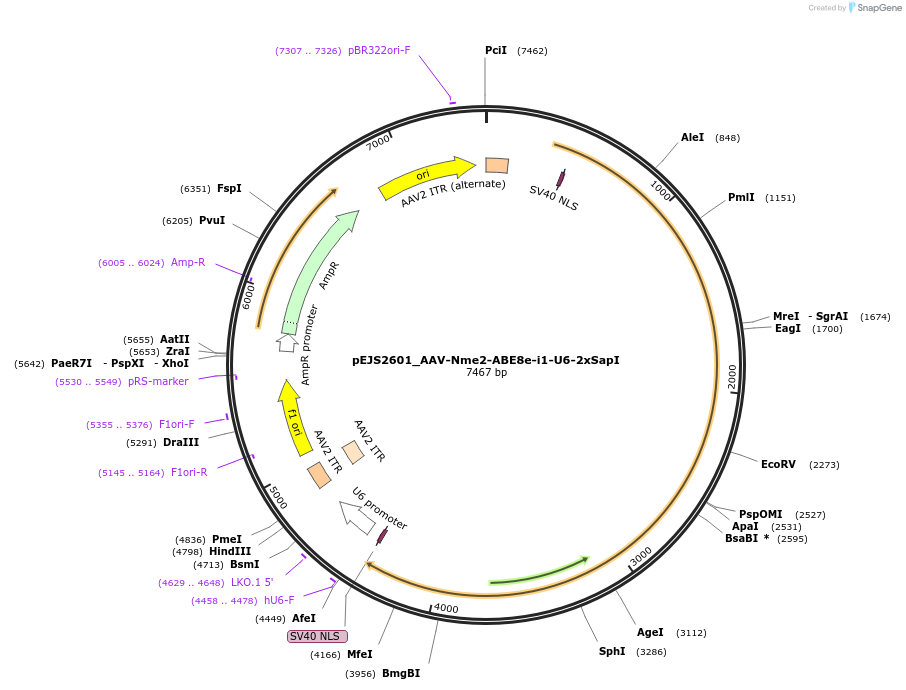 201683-plasmid-map-sequence-id-394724