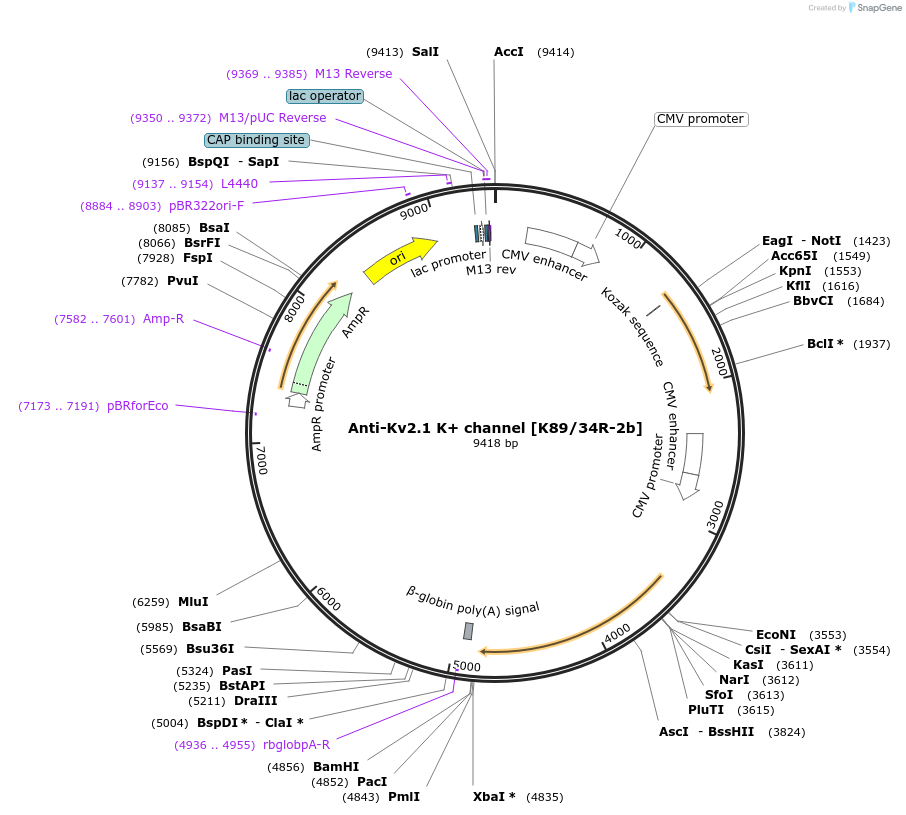 199404-plasmid-map-sequence-id-394728
