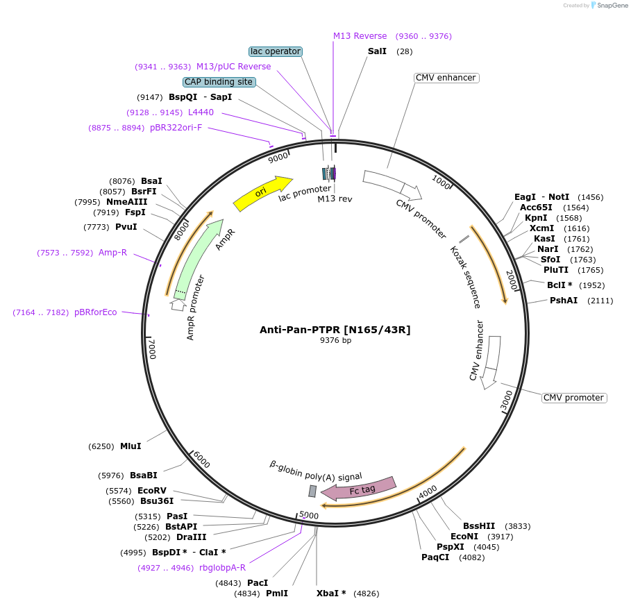 188219-plasmid-map-sequence-id-394729