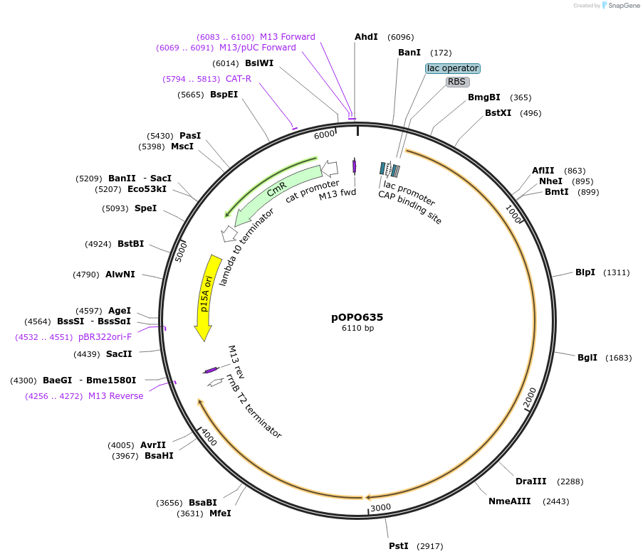195297-plasmid-map-sequence-id-394740