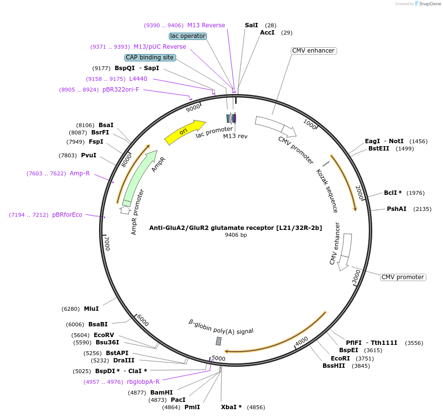 199405-plasmid-map-sequence-id-394741