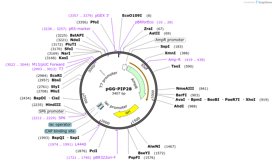 196766-plasmid-map-sequence-id-394746