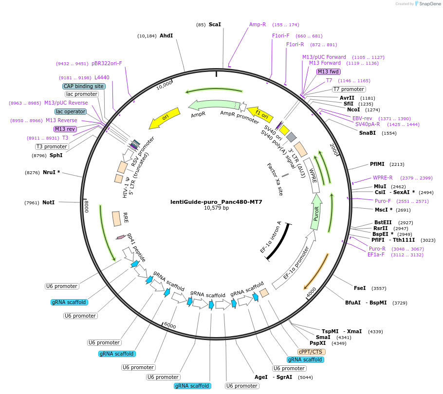200941-plasmid-map-sequence-id-394747