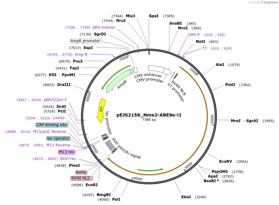 201510-plasmid-map-sequence-id-394754