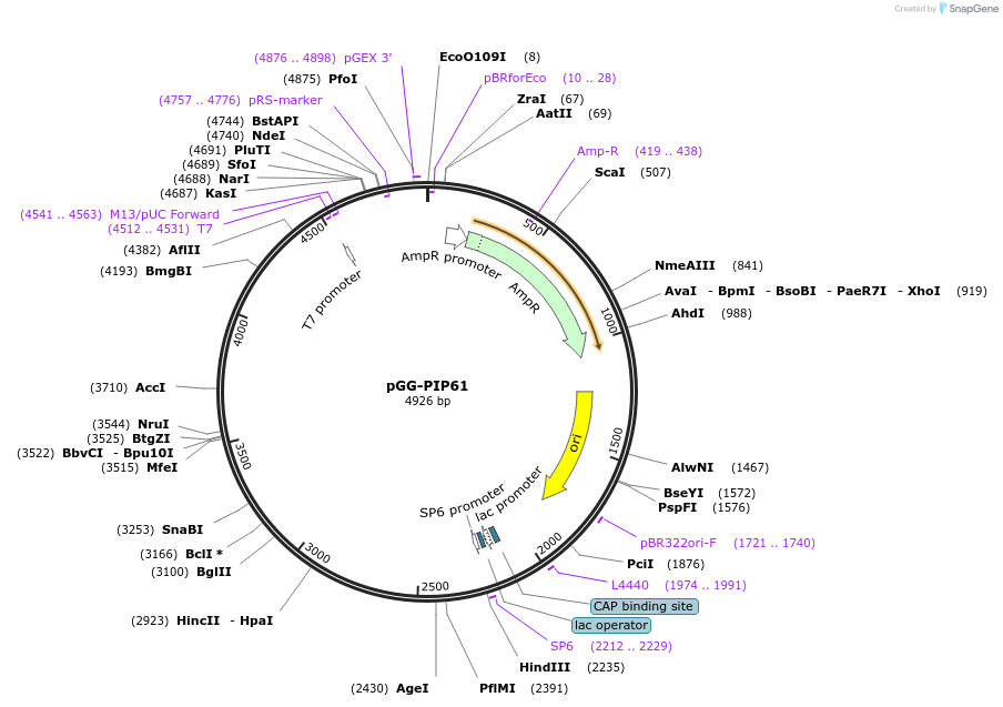 196799-plasmid-map-sequence-id-394755