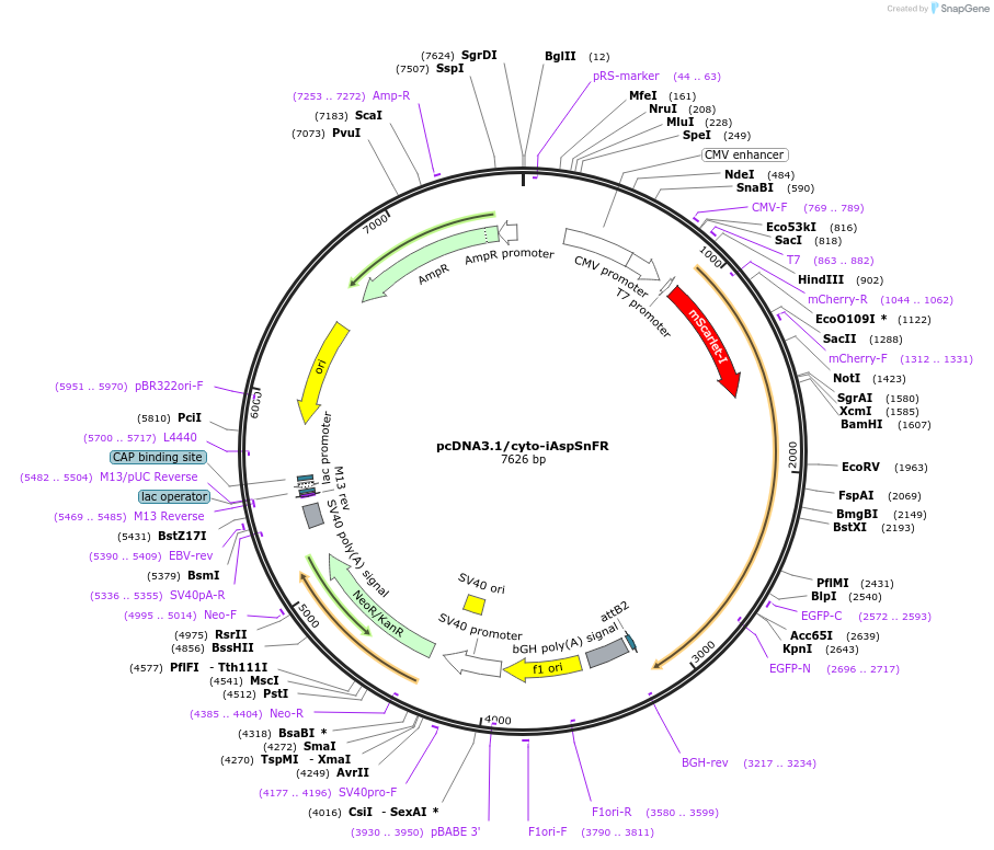 201394-plasmid-map-sequence-id-394756