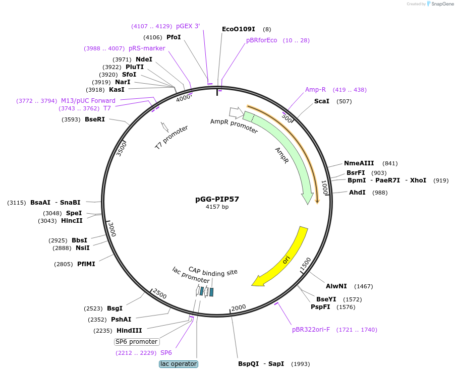 196795-plasmid-map-sequence-id-394758