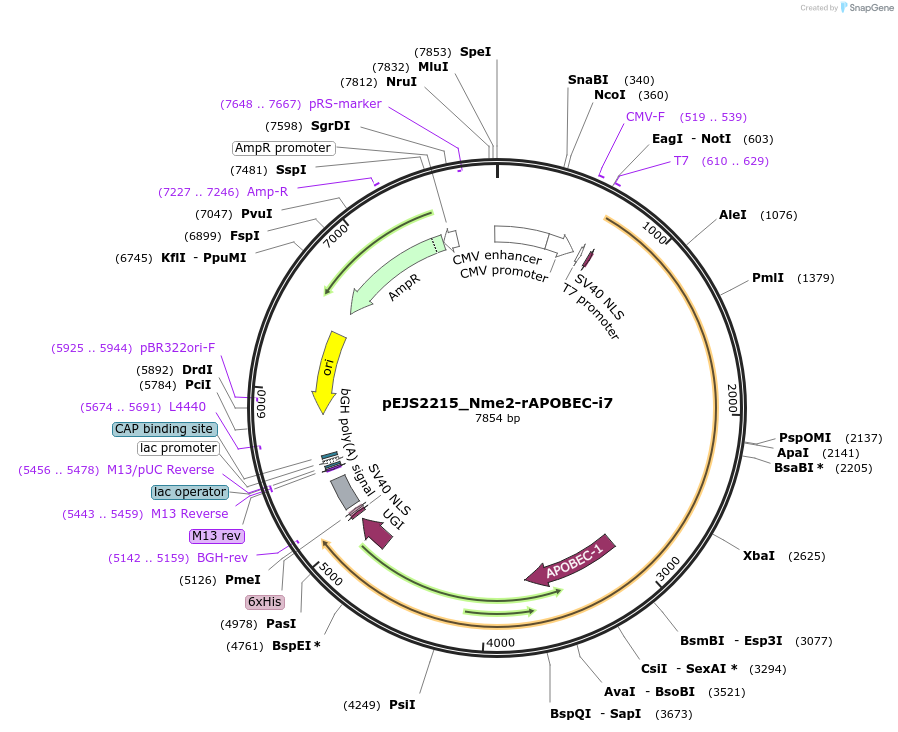 201525-plasmid-map-sequence-id-394759