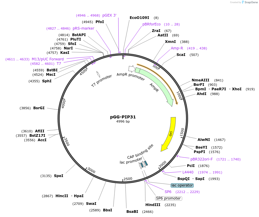196769-plasmid-map-sequence-id-394765
