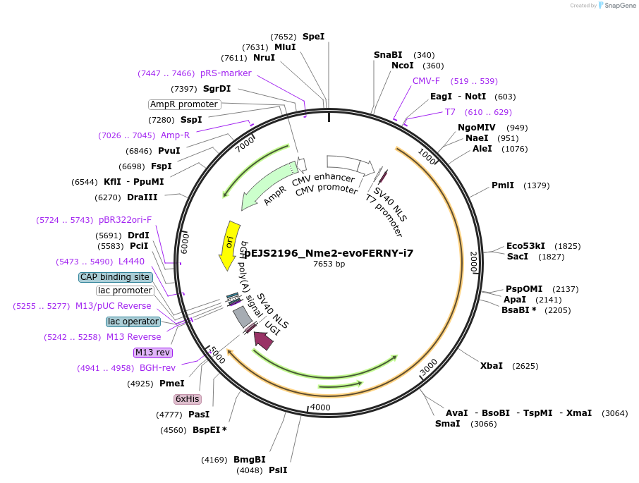 201529-plasmid-map-sequence-id-394766