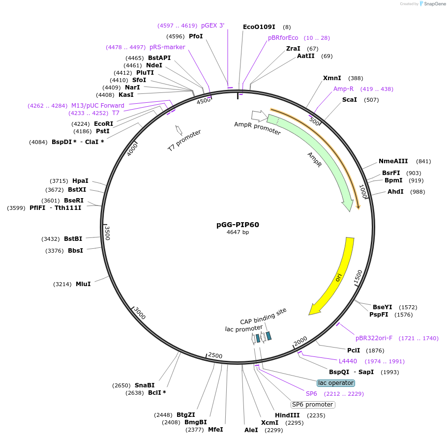 196798-plasmid-map-sequence-id-394767
