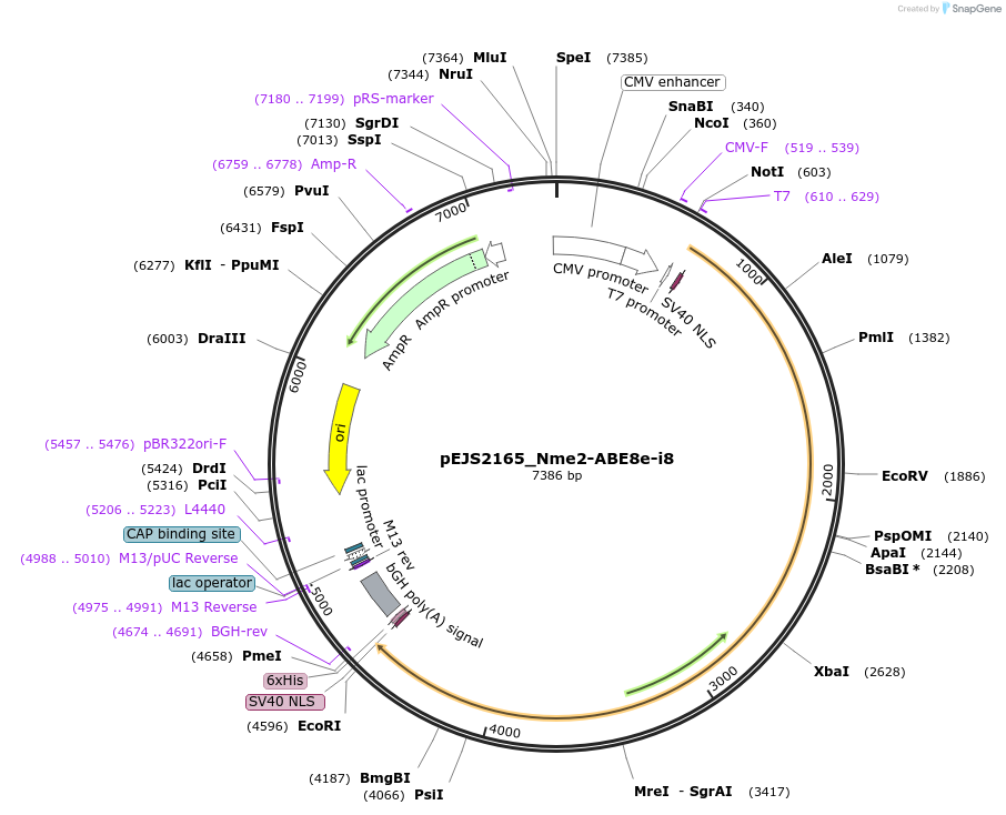201518-plasmid-map-sequence-id-394769